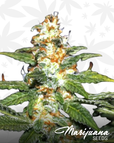 CBD Yeti Autofem