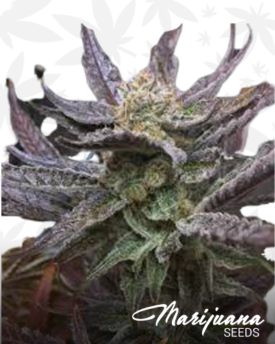 Cactus Breath