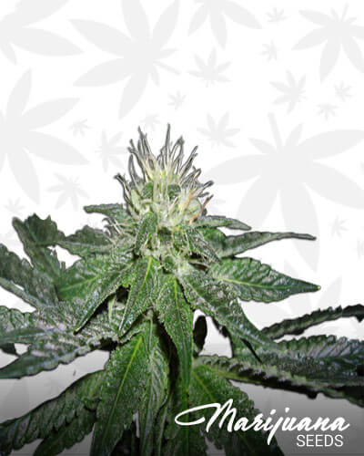 Camelot Kush