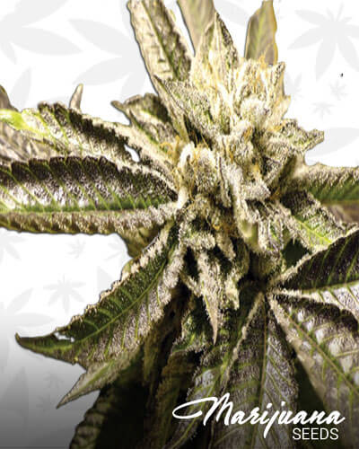 Canadian Kush