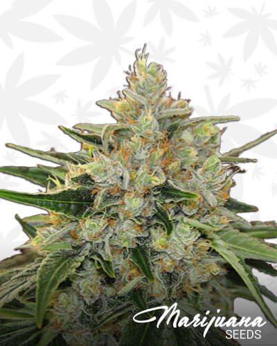 Canadian Widow