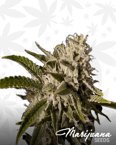 Cancer Killer OG