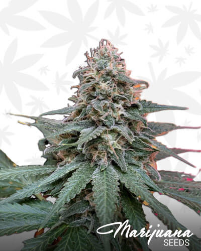 Candy Creamy