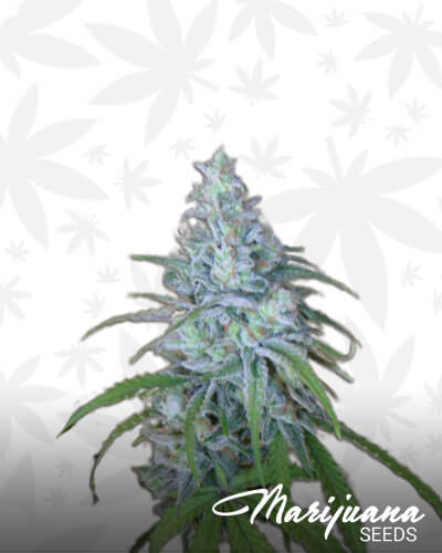 Candy Diesel
