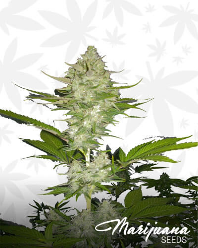 Candy Kush Express