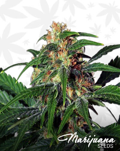 Cannabarbital