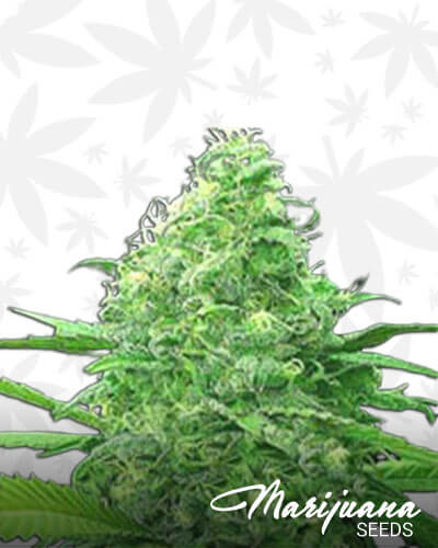 Cantaloupe Skunk