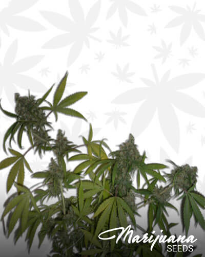 Celestial Temple Sativa