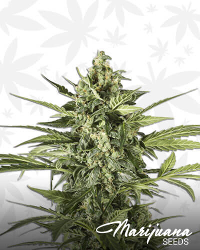 Cheese BX1