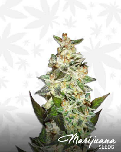 Cheese Candy Auto Aka Delicious Candy Auto