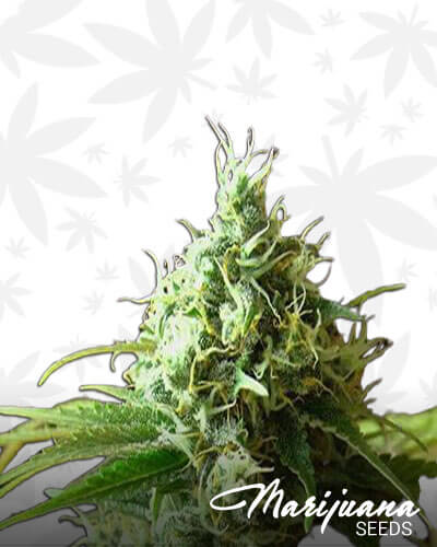 Cheese Kush