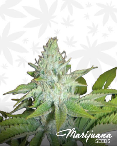 Cheese Wreck