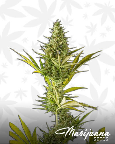 Cheese XXL Autoflowering