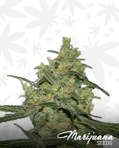 Cheese n Chong