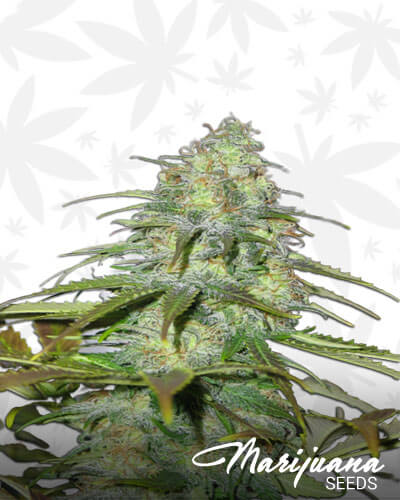 Cheese x Cali Orange Bud