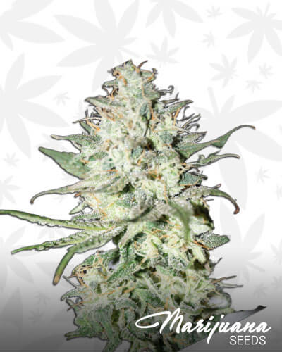 Cheese x Critical