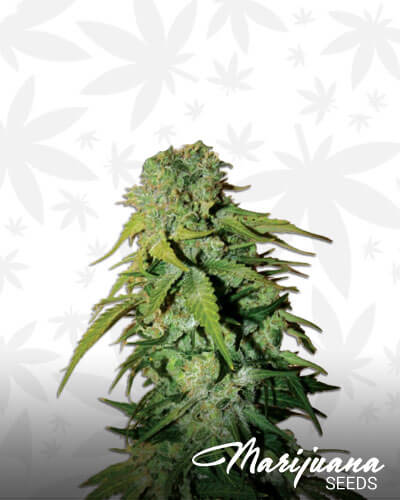 Cheese x Haze