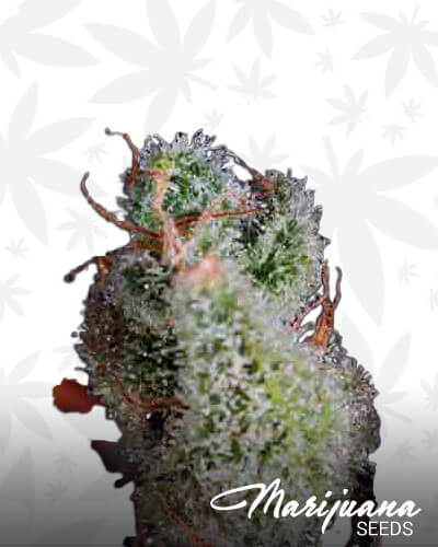 Cheese x SCBDx