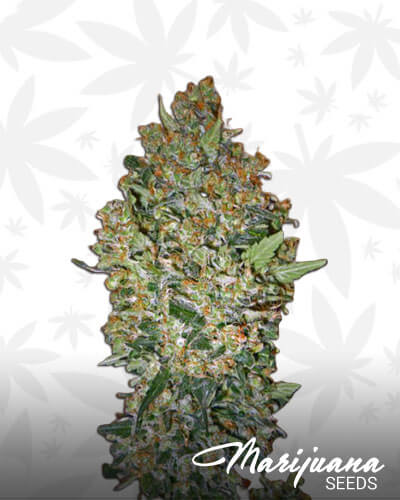CheeseBerry
