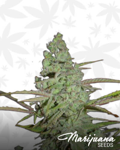 Cheeseberry Haze