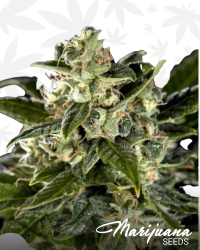 Cheesy Auto CBD