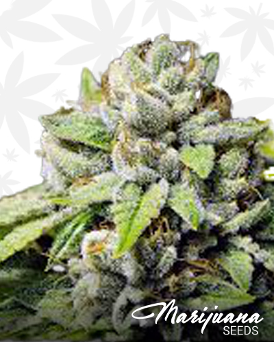 Cheesy Fire OG