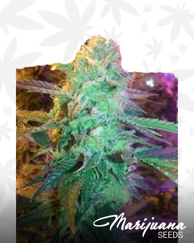 Cheesy Headband