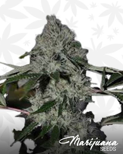 Chem 4 OG