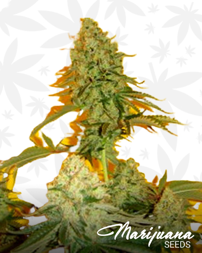 Chem 4 x OTM 1