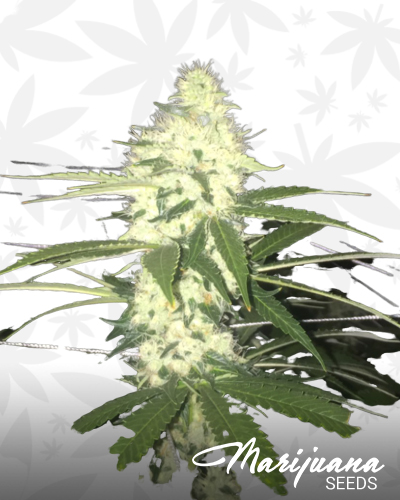 Chem 91 IX