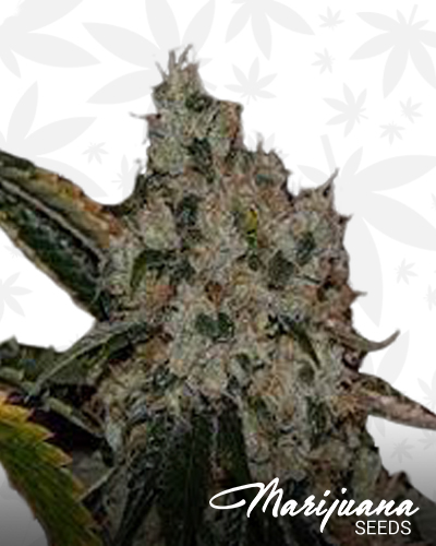 Chem 91 SK VA