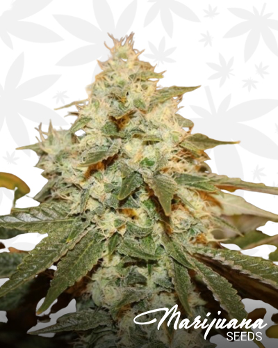 Chem Berry D