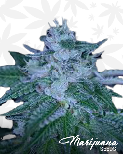 Chem Breath