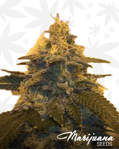 Chem Choco Glue