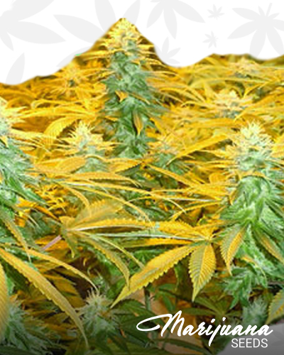 Chem D BX3