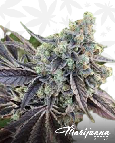 Chem D Cookies