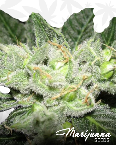 Chem DD F2