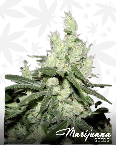 Chem DD F3