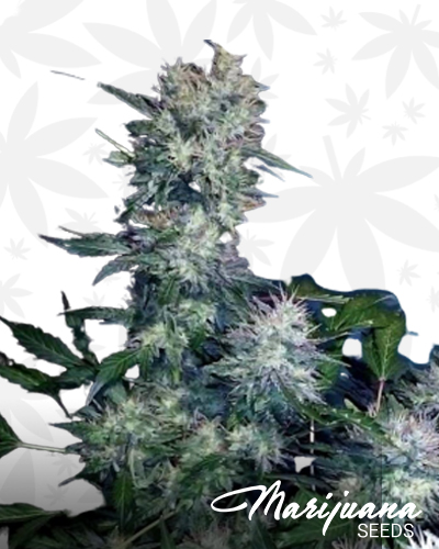 Chem DD x Star Dawg