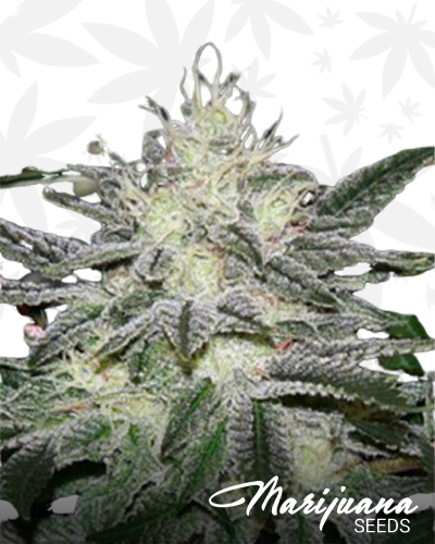 Chem Dawg 04