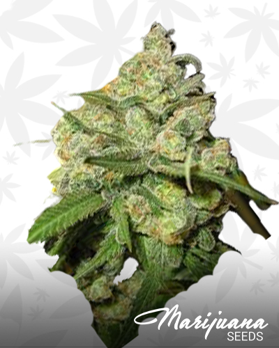 Chem Dawg 4 x Shish99 F1