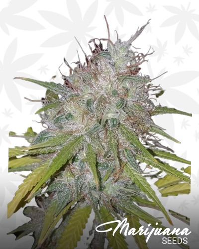 Chem Dawg 91