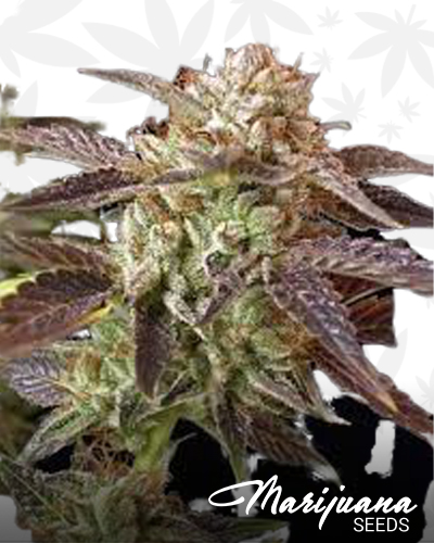 Chem Dawg d x SoCal Master Kush