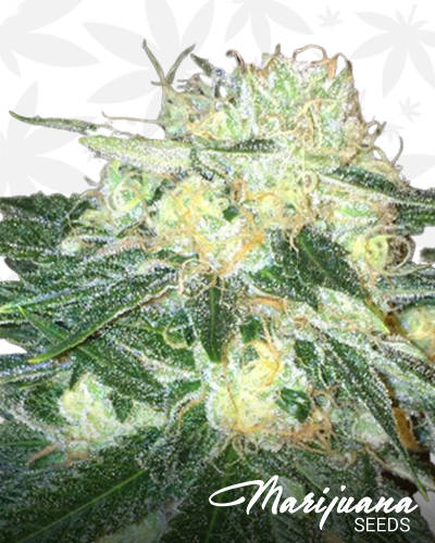 Chem Dawg