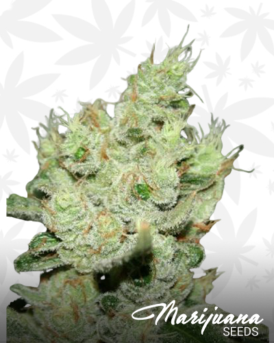 Chem Glue