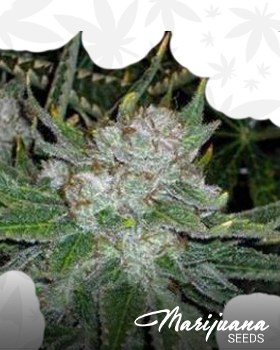 Chem Jones