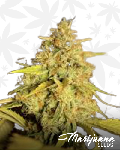 Chem Link