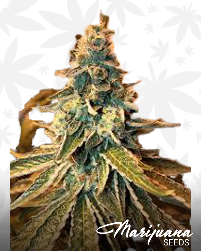 Chem OG