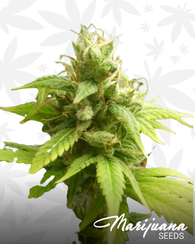 Chem Star Diesel