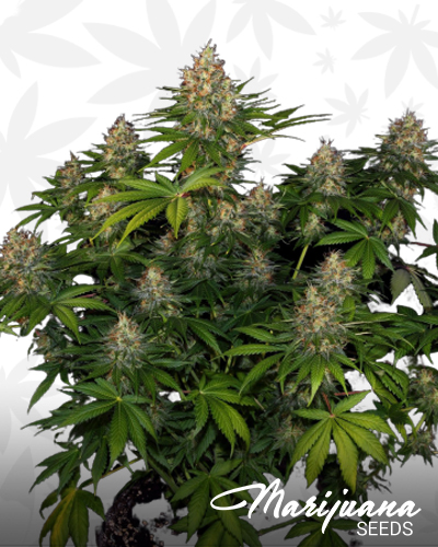 Chem Valley Bubble Funk